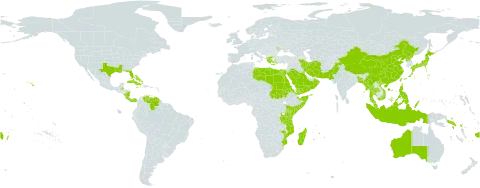 Halophila world distribution map, present in Andorra, Australia, Bonaire, Sint Eustatius and Saba, Bangladesh, Bahamas, Belize, China, Costa Rica, Cuba, Cayman Islands, Egypt, Eritrea, Fiji, Greece, Indonesia, Iran (Islamic Republic of), Jamaica, Japan, Kenya, Kuwait, Libya, Moldova (Republic of), Madagascar, Myanmar, Mozambique, Mauritius, Malaysia, Norfolk Island, Nicaragua, Oman, Pakistan, Panama, Philippines, Palau, Puerto Rico, Korea (Democratic People's Republic of), Saudi Arabia, Sudan, Singapore, Solomon Islands, Somalia, Seychelles, Thailand, Tonga, Taiwan, Province of China, Tanzania, United Republic of, United States of America, Venezuela (Bolivarian Republic of), Viet Nam, Samoa, and Yemen