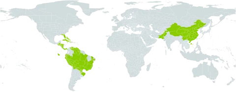Hamelia patens world distribution map, present in Bahamas, Belize, Bolivia (Plurinational State of), Brazil, China, Costa Rica, Cuba, Dominica, Ecuador, Guatemala, Guyana, Honduras, Haiti, Jamaica, Nicaragua, Pakistan, Panama, Peru, Puerto Rico, Paraguay, United States of America, and Venezuela (Bolivarian Republic of)