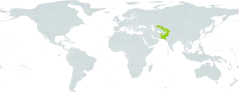 Haplophyllum griffithianum world distribution map, present in Afghanistan, Pakistan, Tajikistan, and Uzbekistan