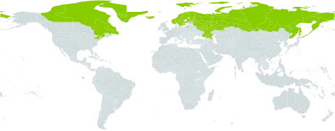 Harrimanella hypnoides world distribution map, present in Canada, Finland, Greenland, Iceland, Norway, Russian Federation, Sweden, and United States of America