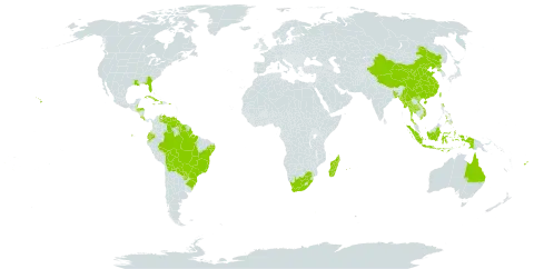 Hedychium coronarium world distribution map, present in Andorra, Australia, Bangladesh, Belize, Bolivia (Plurinational State of), Brazil, China, Cook Islands, Costa Rica, Cuba, Dominica, Ecuador, Fiji, Guyana, Honduras, Haiti, Indonesia, Jamaica, Madagascar, Myanmar, Mauritius, Nepal, Philippines, Puerto Rico, Korea (Democratic People's Republic of), Paraguay, Réunion, Suriname, Thailand, Tonga, Taiwan, Province of China, United States of America, Venezuela (Bolivarian Republic of), Viet Nam, Wallis and Futuna, and South Africa