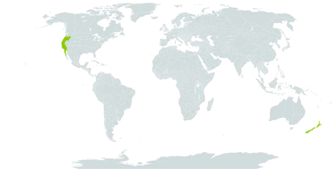 Helenium puberulum world distribution map, present in Mexico, New Zealand, and United States of America
