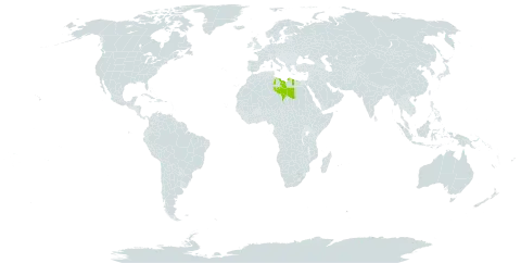 Helichrysum monodianum world distribution map, present in Libya and Chad