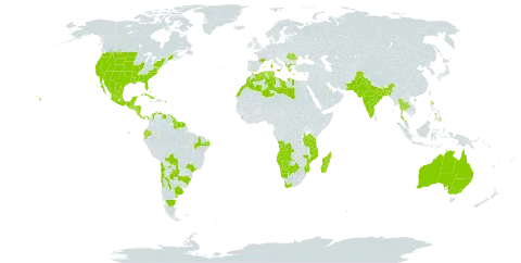 Heliotropium curassavicum world distribution map, present in Angola, Anguilla, Albania, Argentina, Antigua and Barbuda, Australia, Bonaire, Sint Eustatius and Saba, Bangladesh, Bahamas, Belize, Bermuda, Bolivia (Plurinational State of), Brazil, Barbados, Botswana, Chile, Colombia, Cabo Verde, Costa Rica, Cuba, Cayman Islands, Algeria, Ecuador, Spain, France, Guadeloupe, Greece, Grenada, Guatemala, French Guiana, Guyana, Honduras, India, Italy, Jamaica, Libya, Saint Lucia, Sri Lanka, Morocco, Madagascar, Mexico, Mozambique, Namibia, Nicaragua, Pakistan, Panama, Philippines, Puerto Rico, Portugal, Paraguay, Qatar, Romania, Saudi Arabia, El Salvador, Suriname, Turks and Caicos Islands, Thailand, Tunisia, Tanzania, United Republic of, Uruguay, United States of America, Saint Vincent and the Grenadines, Venezuela (Bolivarian Republic of), and South Africa