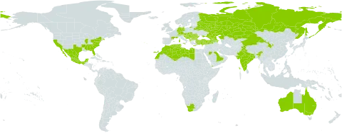 Heliotropium europaeum world distribution map, present in Albania, Armenia, Australia, Austria, Azerbaijan, Bulgaria, Bosnia and Herzegovina, Belarus, Switzerland, China, Cyprus, Germany, Algeria, Spain, France, Georgia, Gibraltar, Greece, Croatia, Hungary, India, Israel, Italy, Kazakhstan, Libya, Morocco, Mexico, North Macedonia, Malta, Montenegro, Portugal, Romania, Russian Federation, Saudi Arabia, Serbia, Slovakia, Slovenia, Tunisia, Turkey, Ukraine, United States of America, Yemen, and South Africa
