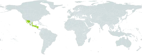 Heliotropium macrostachyum world distribution map, present in Belize, Guatemala, Honduras, Mexico, and Nicaragua