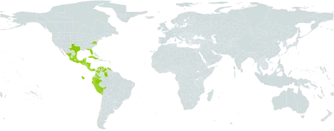 Heliotropium verdcourtii world distribution map, present in Antigua and Barbuda, Bonaire, Sint Eustatius and Saba, Belize, Bolivia (Plurinational State of), Colombia, Costa Rica, Cuba, Ecuador, Guadeloupe, Guatemala, Honduras, Jamaica, Mexico, Martinique, Nicaragua, Panama, Peru, Puerto Rico, El Salvador, Trinidad and Tobago, United States of America, and Venezuela (Bolivarian Republic of)