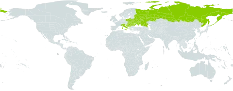 Helleborus purpurascens world distribution map, present in Bosnia and Herzegovina, Belarus, Croatia, Hungary, Italy, Montenegro, Poland, Romania, Russian Federation, Serbia, Slovakia, and Ukraine