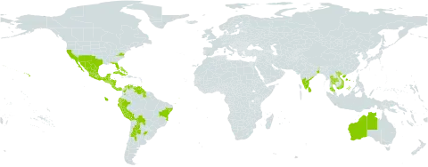 Herissantia crispa world distribution map, present in Anguilla, Argentina, Australia, Bahamas, Belize, Bolivia (Plurinational State of), Brazil, China, Colombia, Costa Rica, Cuba, Ecuador, Guadeloupe, Grenada, Guatemala, Guyana, Honduras, Indonesia, India, Jamaica, Saint Lucia, Sri Lanka, Mexico, Martinique, Nicaragua, Panama, Peru, Puerto Rico, Paraguay, El Salvador, Turks and Caicos Islands, Thailand, Trinidad and Tobago, United States of America, Saint Vincent and the Grenadines, Venezuela (Bolivarian Republic of), and Viet Nam