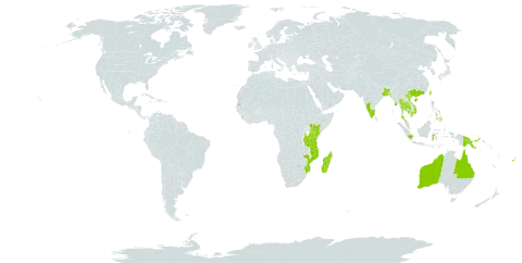 Heritiera littoralis world distribution map, present in Australia, Bangladesh, Brunei Darussalam, China, Cook Islands, Fiji, Micronesia (Federated States of), Guam, Indonesia, India, Kenya, Cambodia, Sri Lanka, Madagascar, Myanmar, Northern Mariana Islands, Mozambique, Mayotte, Philippines, Papua New Guinea, Singapore, Seychelles, Thailand, Tonga, Taiwan, Province of China, Tanzania, United Republic of, United States of America, and Viet Nam