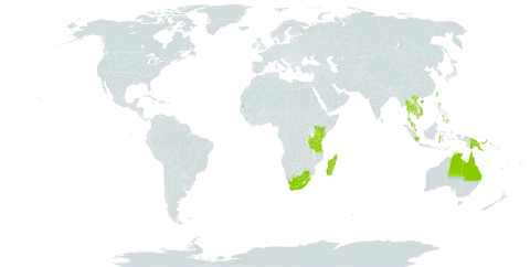 Hernandia nymphaeifolia world distribution map, present in American Samoa, French Southern Territories, Australia, China, Fiji, Micronesia (Federated States of), Guam, Indonesia, India, Kenya, Cambodia, Kiribati, Sri Lanka, Madagascar, Maldives, Marshall Islands, Northern Mariana Islands, Mauritius, Malaysia, Mayotte, Niue, Philippines, Palau, Papua New Guinea, Singapore, Seychelles, Thailand, Tokelau, Tonga, Tuvalu, Taiwan, Province of China, Tanzania, United Republic of, United States of America, Viet Nam, Wallis and Futuna, Samoa, and South Africa