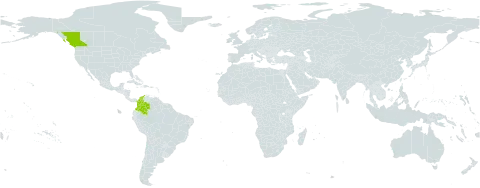 Heterocodon rariflorus world distribution map, present in Canada and Colombia