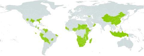 Heteropogon melanocarpus world distribution map, present in Angola, Åland Islands, Benin, Bolivia (Plurinational State of), Brazil, Botswana, China, Dominica, Ecuador, Ethiopia, Georgia, Guinea, Gambia, Guinea-Bissau, Guatemala, Haiti, Indonesia, Kenya, Madagascar, Mozambique, Namibia, Nigeria, Nicaragua, Oman, Peru, Paraguay, Sudan, Senegal, Chad, Tanzania, United Republic of, United States of America, Venezuela (Bolivarian Republic of), South Africa, Zambia, and Zimbabwe