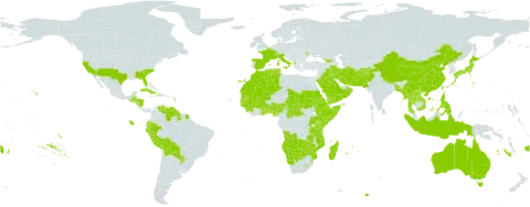 Heteropogon world distribution map, present in Afghanistan, Angola, Åland Islands, Albania, Andorra, Australia, Benin, Burkina Faso, Bangladesh, Belize, Bolivia (Plurinational State of), Botswana, Central African Republic, Switzerland, China, Cook Islands, Cabo Verde, Cuba, Djibouti, Dominica, Algeria, Ecuador, Eritrea, Spain, Ethiopia, Fiji, France, Georgia, Ghana, Guinea, Gambia, Guinea-Bissau, Guatemala, Guyana, Honduras, Haiti, Indonesia, Iran (Islamic Republic of), Iraq, Italy, Jamaica, Japan, Kenya, Lao People's Democratic Republic, Lesotho, Morocco, Moldova (Republic of), Madagascar, Mali, Myanmar, Mozambique, Mauritania, Mauritius, Namibia, Nigeria, Nicaragua, Nepal, Oman, Pakistan, Peru, Philippines, Puerto Rico, Paraguay, Réunion, Rwanda, Saudi Arabia, Sudan, Senegal, Sierra Leone, Somalia, eSwatini, Seychelles, Chad, Togo, Thailand, Tonga, Tunisia, Taiwan, Province of China, Tanzania, United Republic of, Uganda, United States of America, Venezuela (Bolivarian Republic of), Viet Nam, Wallis and Futuna, Samoa, Yemen, Zambia, and Zimbabwe