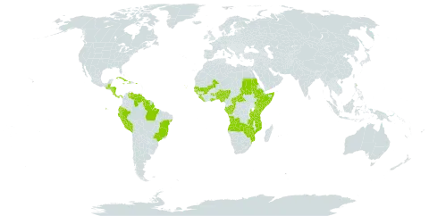 Hexasepalum sarmentosum world distribution map, present in Angola, Benin, Belize, Brazil, Central African Republic, Congo, Cabo Verde, Costa Rica, Cuba, Dominica, Ecuador, Ethiopia, Gabon, Ghana, Guinea, Guinea-Bissau, Guatemala, Guyana, Honduras, Haiti, Jamaica, Kenya, Liberia, Mali, Mozambique, Nigeria, Nicaragua, Panama, Peru, Puerto Rico, Sudan, Senegal, Sierra Leone, Somalia, Suriname, Tanzania, United Republic of, Uganda, Venezuela (Bolivarian Republic of), Zambia, and Zimbabwe