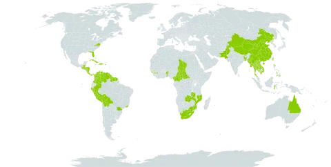 Hibiscus rosa-sinensis world distribution map, present in Anguilla, American Samoa, Antigua and Barbuda, Australia, Benin, Bonaire, Sint Eustatius and Saba, Burkina Faso, Bangladesh, Bahamas, Belize, Bolivia (Plurinational State of), Brazil, Barbados, Brunei Darussalam, Bhutan, Central African Republic, China, Cameroon, Cook Islands, Colombia, Costa Rica, Cuba, Dominica, Dominican Republic, Fiji, Micronesia (Federated States of), Guinea, Guadeloupe, Equatorial Guinea, Guatemala, French Guiana, Guam, Guyana, Honduras, Haiti, Indonesia, India, Jamaica, Cambodia, Kiribati, Lao People's Democratic Republic, Maldives, Marshall Islands, Myanmar, Northern Mariana Islands, Mozambique, Montserrat, Martinique, Mauritius, Nicaragua, Niue, Nepal, Pakistan, Panama, Peru, Philippines, Palau, Puerto Rico, Réunion, Singapore, El Salvador, Sao Tome and Principe, Suriname, Chad, Thailand, Tokelau, Tonga, Trinidad and Tobago, Taiwan, Province of China, United States of America, Venezuela (Bolivarian Republic of), Viet Nam, Samoa, South Africa, and Zambia