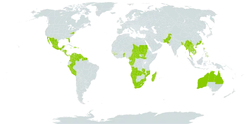 Hibiscus sabdariffa world distribution map, present in Angola, Anguilla, American Samoa, Australia, Benin, Bonaire, Sint Eustatius and Saba, Burkina Faso, Bangladesh, Barbados, Central African Republic, China, Cameroon, Congo, Colombia, Costa Rica, Dominican Republic, Fiji, Micronesia (Federated States of), Gabon, Guinea, Guadeloupe, Gambia, Equatorial Guinea, French Guiana, Guam, Guyana, Honduras, Haiti, India, Jamaica, Cambodia, Lao People's Democratic Republic, Sri Lanka, Madagascar, Mexico, Myanmar, Mozambique, Martinique, Mauritius, Namibia, Nicaragua, Niue, Nepal, Pakistan, Panama, Peru, Philippines, Puerto Rico, Réunion, Sudan, El Salvador, South Sudan, Sao Tome and Principe, Suriname, Chad, Togo, Thailand, Trinidad and Tobago, Taiwan, Province of China, United States of America, Venezuela (Bolivarian Republic of), Viet Nam, South Africa, and Zambia