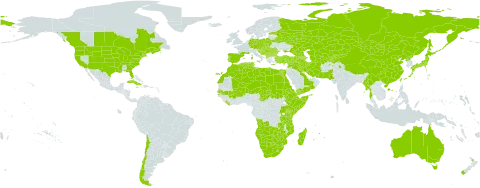 Hibiscus trionum world distribution map, present in Afghanistan, Angola, Anguilla, Albania, Armenia, Australia, Austria, Azerbaijan, Burkina Faso, Bulgaria, Bosnia and Herzegovina, Belarus, Botswana, Canada, Chile, China, Cuba, Cyprus, Czech Republic, Germany, Djibouti, Algeria, Egypt, Eritrea, Spain, Estonia, Ethiopia, France, Georgia, Greece, Croatia, Hungary, India, Iran (Islamic Republic of), Iraq, Israel, Italy, Jamaica, Japan, Kazakhstan, Kenya, Kyrgyzstan, Lebanon, Liberia, Libya, Lesotho, Morocco, Madagascar, North Macedonia, Mali, Malta, Myanmar, Montenegro, Mongolia, Mozambique, Mauritius, Namibia, Niger, New Zealand, Oman, Pakistan, Poland, Korea (Democratic People's Republic of), Portugal, Romania, Russian Federation, Saudi Arabia, Sudan, Senegal, Somalia, Serbia, Slovakia, Slovenia, eSwatini, Syrian Arab Republic, Chad, Tajikistan, Turkmenistan, Tunisia, Turkey, Taiwan, Province of China, Tanzania, United Republic of, Uganda, Ukraine, United States of America, Uzbekistan, Yemen, South Africa, Zambia, and Zimbabwe