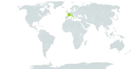 Hieracium chlorelloides world distribution map, present in France and Italy