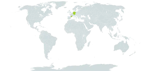 Hieracium compositum world distribution map, present in Andorra, Germany, and France