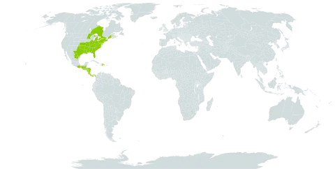 Hieracium gronovii world distribution map, present in Belize, Canada, Costa Rica, Dominican Republic, Guatemala, Honduras, Mexico, Nicaragua, Panama, and United States of America