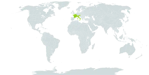Hieracium jurassicum subsp. constrictiforme world distribution map, present in Austria, Switzerland, France, and Italy