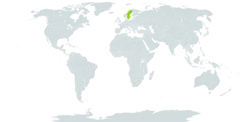 Hieracium mallocaulon world distribution map, present in Sweden