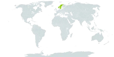 Hieracium perlaxum world distribution map, present in Norway and Sweden
