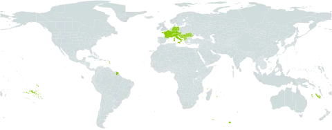 Hieracium pilosum subsp. villosiceps world distribution map, present in Albania, Austria, Bosnia and Herzegovina, Switzerland, Germany, France, Croatia, Italy, Liechtenstein, North Macedonia, Montenegro, Romania, Serbia, and Slovenia