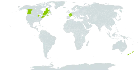 Hieracium sabaudum world distribution map, present in Canada, France, New Zealand, and United States of America