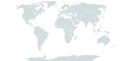 Hieracium scabrisetum world distribution map, present in United Kingdom of Great Britain and Northern Ireland and Norway