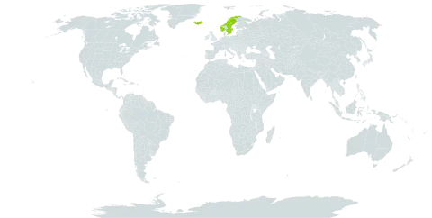 Hieracium thulense world distribution map, present in Iceland, Norway, and Sweden
