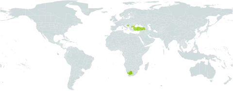 Hieracium transiens subsp. brandisianum world distribution map, present in Bulgaria, Bosnia and Herzegovina, Turkey, and South Africa