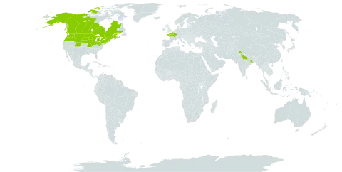 Hieracium umbellatum world distribution map, present in Canada, France, India, and United States of America