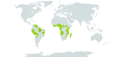 Hilleria latifolia world distribution map, present in Angola, Argentina, Benin, Bolivia (Plurinational State of), Brazil, Central African Republic, Côte d'Ivoire, Cameroon, Congo, Colombia, Algeria, Ecuador, Gabon, Ghana, Equatorial Guinea, Kenya, Liberia, Sri Lanka, Madagascar, Mozambique, Nigeria, Peru, Paraguay, South Sudan, Togo, Tanzania, United Republic of, Uganda, Venezuela (Bolivarian Republic of), and South Africa
