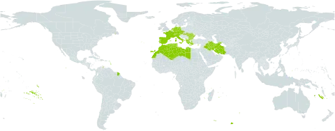 Himantoglossum world distribution map, present in Albania, Austria, Bulgaria, Switzerland, Cyprus, Czech Republic, Germany, Algeria, Spain, France, Greece, Hungary, Iran (Islamic Republic of), Iraq, Italy, Libya, Morocco, Netherlands, Palau, Portugal, Romania, Turks and Caicos Islands, and Tunisia