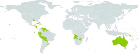 Hippeastrum world distribution map, present in Angola, Australia, Bahamas, Belize, Bolivia (Plurinational State of), Cook Islands, Costa Rica, Cuba, Cayman Islands, Dominica, Ecuador, Guyana, Honduras, Haiti, Jamaica, Mauritius, Norfolk Island, Nicaragua, Nauru, Peru, Puerto Rico, Paraguay, Rwanda, Solomon Islands, Suriname, Seychelles, Uruguay, United States of America, Venezuela (Bolivarian Republic of), and Zimbabwe