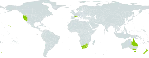 Hirschfeldia incana world distribution map, present in Australia, France, New Zealand, United States of America, and South Africa