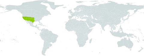 Hoffmannseggia world distribution map, present in United States of America