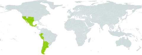 Hoffmannseggia glauca world distribution map, present in Argentina, American Samoa, Chile, Mexico, Peru, and United States of America
