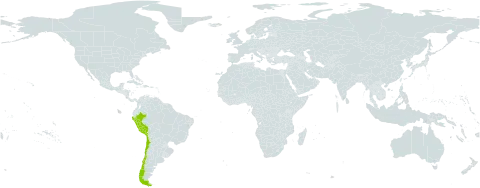 Hoffmannseggia viscosa world distribution map, present in American Samoa, Chile, and Peru