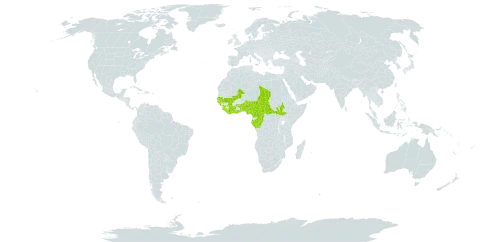 Holarrhena floribunda world distribution map, present in Angola, Benin, Burkina Faso, Central African Republic, Côte d'Ivoire, Cameroon, Congo, Gabon, Ghana, Guinea, Gambia, Guinea-Bissau, Liberia, Mali, Nigeria, Senegal, Sierra Leone, South Sudan, Chad, and Togo