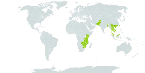 Holarrhena pubescens world distribution map, present in Bangladesh, Bhutan, China, India, Kenya, Cambodia, Lao People's Democratic Republic, Sri Lanka, Mozambique, Mauritius, Malawi, Malaysia, Nepal, Pakistan, Thailand, Taiwan, Province of China, Tanzania, United Republic of, Viet Nam, South Africa, Zambia, and Zimbabwe