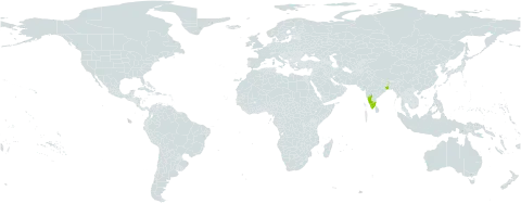 Holigarna nigra world distribution map, present in India