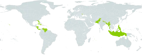 Holmskioldia sanguinea world distribution map, present in Bangladesh, Costa Rica, Cuba, Dominica, Honduras, Indonesia, Jamaica, Moldova (Republic of), Myanmar, Mauritius, Nicaragua, Nepal, Pakistan, Panama, Philippines, Puerto Rico, United States of America, and Venezuela (Bolivarian Republic of)