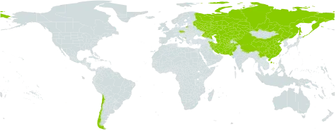 Hordeum brevisubulatum world distribution map, present in Afghanistan, Chile, China, Czech Republic, Iran (Islamic Republic of), Kazakhstan, Kyrgyzstan, Montenegro, Nepal, Pakistan, Russian Federation, Turks and Caicos Islands, Turkmenistan, and Uzbekistan