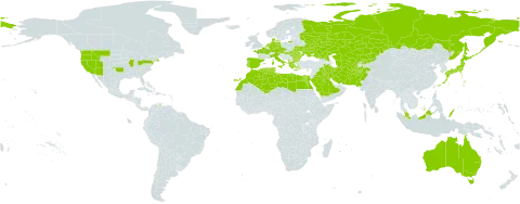 Hordeum marinum world distribution map, present in Afghanistan, Albania, Australia, Austria, Bulgaria, Cyprus, Czech Republic, Germany, Denmark, Algeria, Egypt, Spain, France, Greece, Hungary, Iran (Islamic Republic of), Iraq, Italy, Japan, Kazakhstan, Kyrgyzstan, Kuwait, Libya, Morocco, Malaysia, Netherlands, Pakistan, Palau, Portugal, Romania, Russian Federation, Saudi Arabia, Singapore, Turks and Caicos Islands, Turkmenistan, Tunisia, Ukraine, United States of America, and Uzbekistan