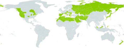 Hordeum marinum subsp. gussoneanum world distribution map, present in Afghanistan, Albania, Austria, Bulgaria, Canada, Cyprus, Czech Republic, Algeria, Egypt, Spain, France, Greece, Hungary, Iran (Islamic Republic of), Iraq, Italy, Japan, Kazakhstan, Kyrgyzstan, Kuwait, Libya, Morocco, Malaysia, New Zealand, Pakistan, Palau, Portugal, Romania, Russian Federation, Saudi Arabia, Turks and Caicos Islands, United States of America, and Uzbekistan