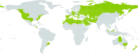 Hordeum murinum subsp. leporinum world distribution map, present in Afghanistan, Åland Islands, Albania, Australia, Austria, Bulgaria, Belarus, Brazil, Canada, Switzerland, Cyprus, Czech Republic, Germany, Algeria, Egypt, Spain, France, Georgia, Greece, Hungary, Iran (Islamic Republic of), Iraq, Italy, Kazakhstan, Kyrgyzstan, Libya, Morocco, Malaysia, Norfolk Island, Nicaragua, New Zealand, Pakistan, Palau, Portugal, Romania, Russian Federation, Saudi Arabia, Singapore, Turks and Caicos Islands, Turkmenistan, Tunisia, Ukraine, Uruguay, United States of America, and Uzbekistan