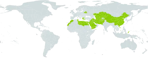 Hordeum spontaneum world distribution map, present in Afghanistan, Belarus, China, Cyprus, Egypt, Greece, Iran (Islamic Republic of), Iraq, Kazakhstan, Kyrgyzstan, Libya, Morocco, Pakistan, Palau, Saudi Arabia, Singapore, Turks and Caicos Islands, Turkmenistan, Tunisia, Uzbekistan, and Yemen